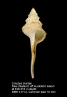 Coluzea mariae