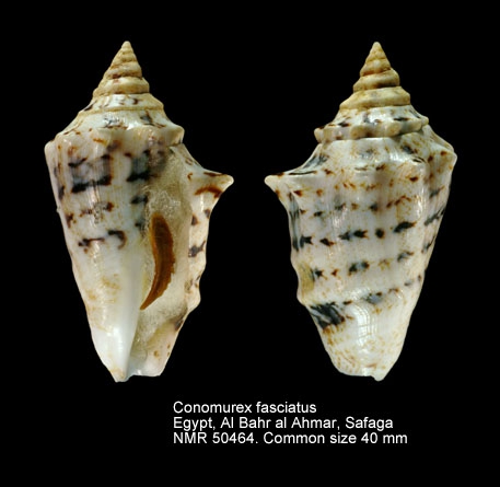 Conomurex fasciatus