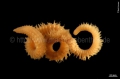 Polychaeta (bristle worms)