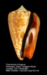 Conomurex luhuanus
