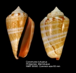 Conomurex luhuanus
