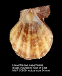 Laevichlamys superficialis