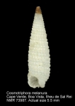 Cosmotriphora melanura