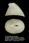 Puncturella granulata
