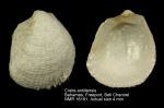 Philobryidae