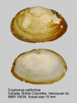 Cryptomya californica