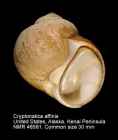 Cryptonatica affinis