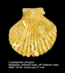 Cryptopecten phrygium