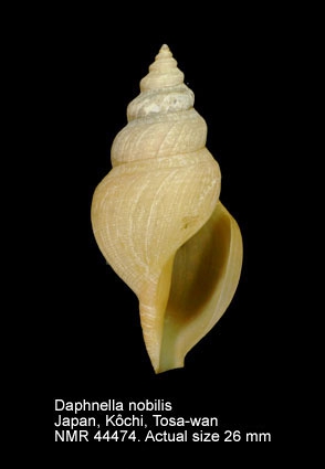 Daphnella nobilis