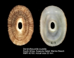 Dendrofissurella scutellum