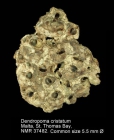 Dendropoma cristatum