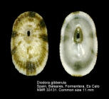 Diodora gibberula