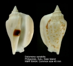 Dolomena variabilis
