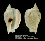 Dolomena variabilis