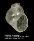 Elachisina canaliculata