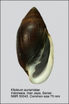 Ellobium aurismidae