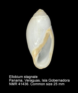 Ellobium stagnalis