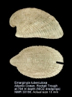 Emarginula tuberculosa