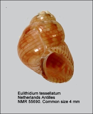 Eulithidium tessellatum