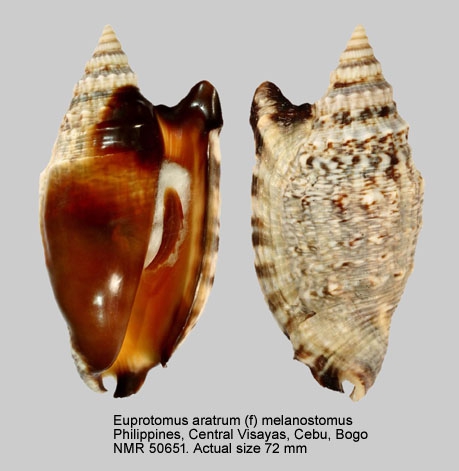 Euprotomus aratrum