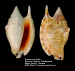 Euprotomus bulla