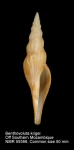 Ptychatractidae