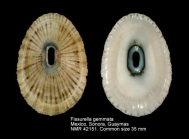 Fissurella gemmata