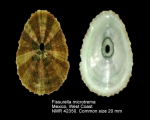 Fissurella microtrema