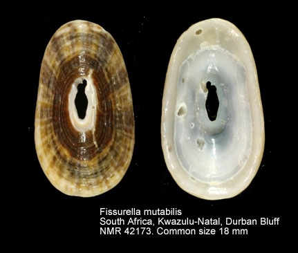 Fissurella mutabilis