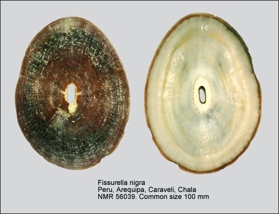 Fissurella nigra