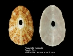 Fissurella nubecula