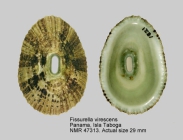 Fissurella virescens