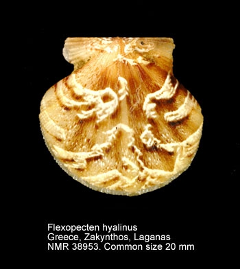 Flexopecten hyalinus
