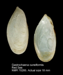 Gastrochaena cuneiformis