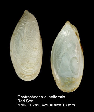 Gastrochaena cuneiformis
