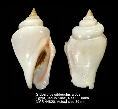 Gibberulus gibberulus albus