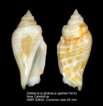 Gibberulus gibbosus