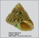 Gibbula adansonii
