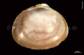 Mollusca (molluscs)