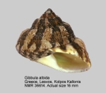 Gibbula albida