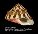 Gibbula capensis