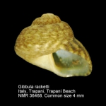 Gibbula racketti