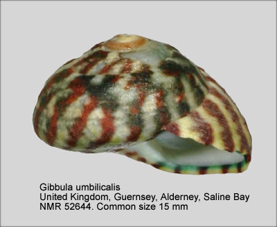 Gibbula umbilicalis