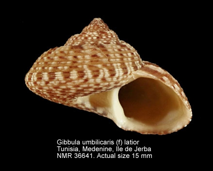 Gibbula umbilicaris