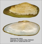 Glauconomidae