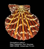 Gloripallium pallium