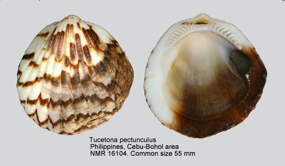 Tucetona pectunculus