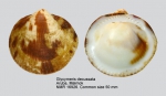 Glycymeris decussata