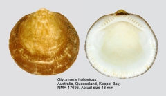Glycymeris holoserica