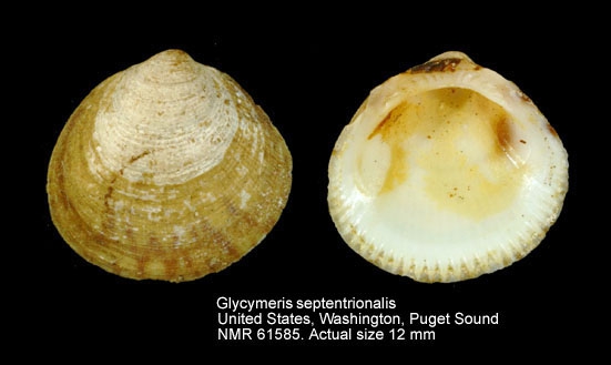 Glycymeris septentrionalis
